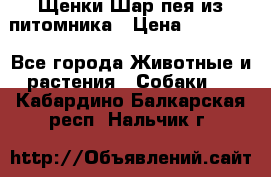 Щенки Шар пея из питомника › Цена ­ 25 000 - Все города Животные и растения » Собаки   . Кабардино-Балкарская респ.,Нальчик г.